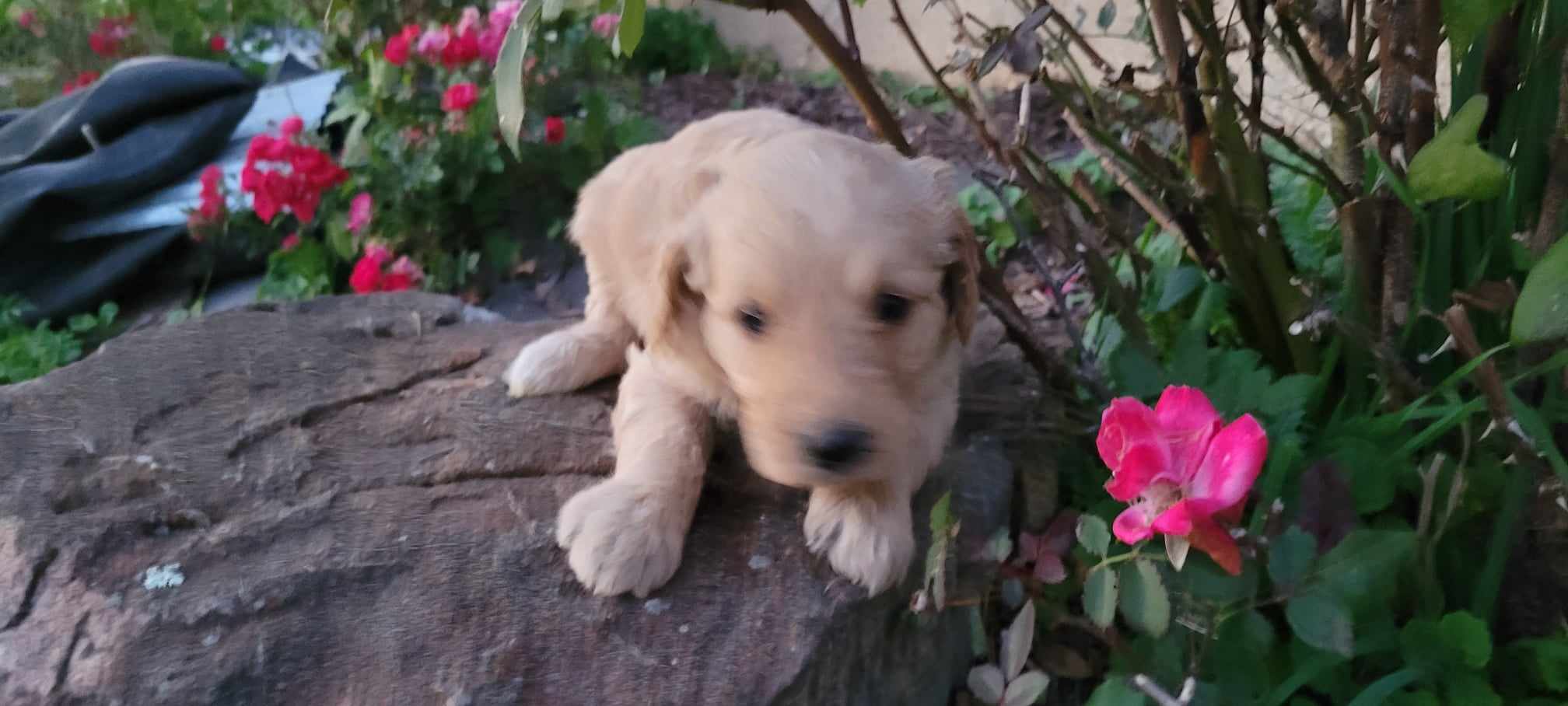 puppy, for, sale, Poodle Standard/Golden Retriever, Lana  Arnall, dog, breeder, Hartville, MO, dog-breeder, puppy-for-sale, forsale, nearby, find, puppyfind, locator, puppylocator, aca